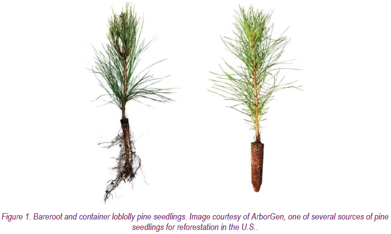 Figure 1 Bareroot and container loblolly pine seedlings. Image courtesy of ArborGen, one of several sources of pine seedlings for reforestation in the U.S.
